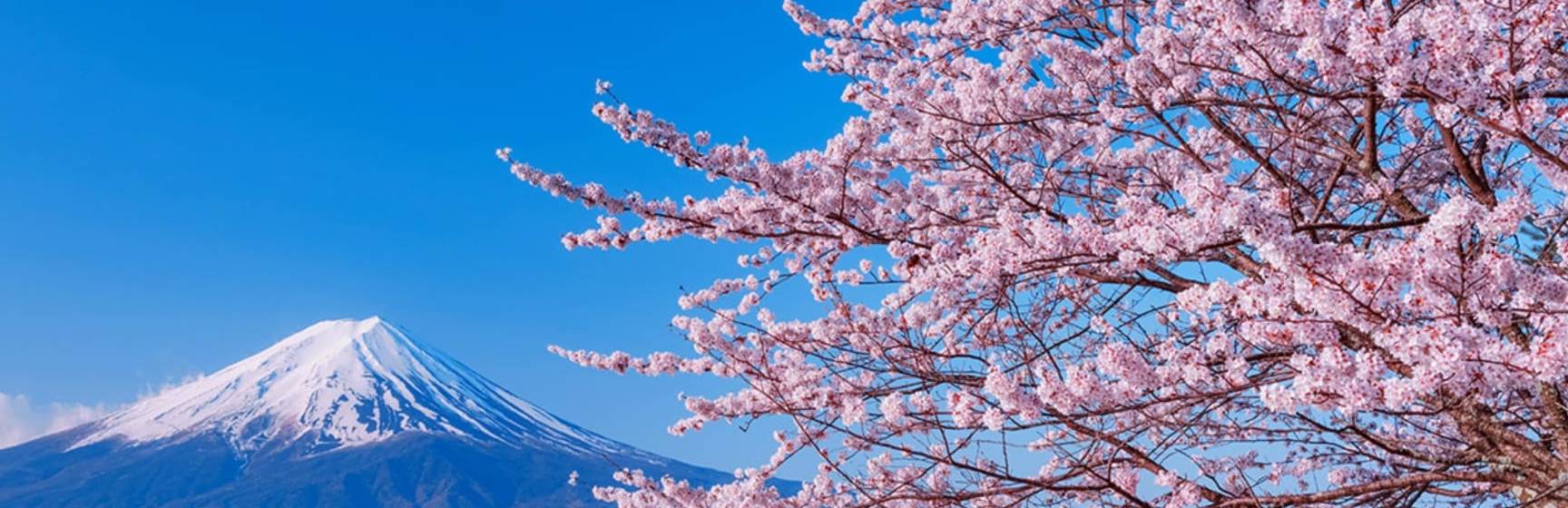 Japao lake kawaguchiko florada cerejeira