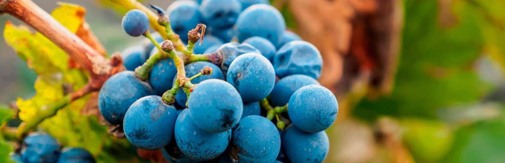 Malbec grapes lujan de cuyo mendoza province argentina