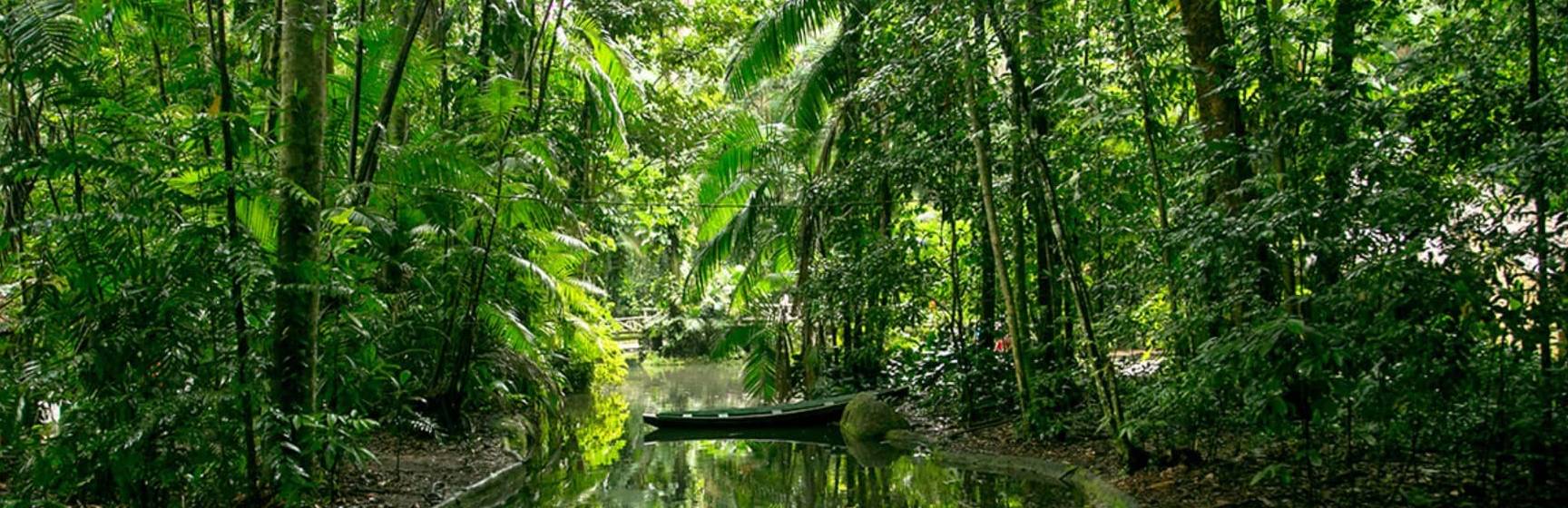 Mtur para belem bosque rodrigues alves vegetacao bruna brandao