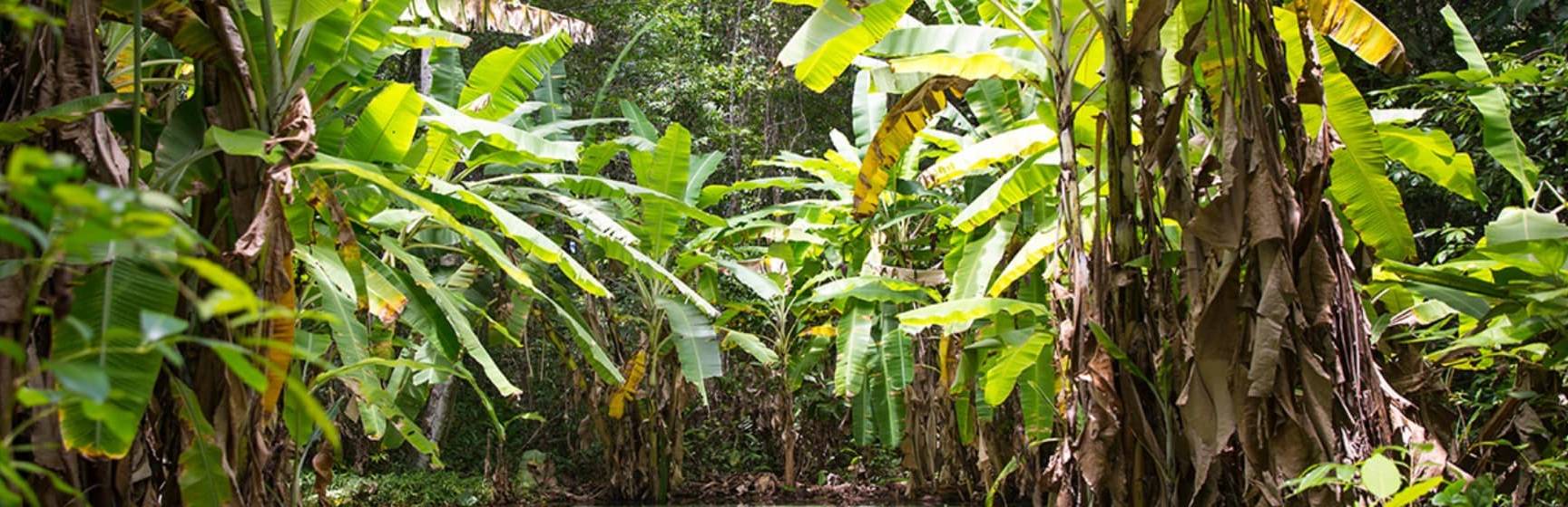 Mtur tocantins jalapao mateiros fervedouro rio sono flavio andre