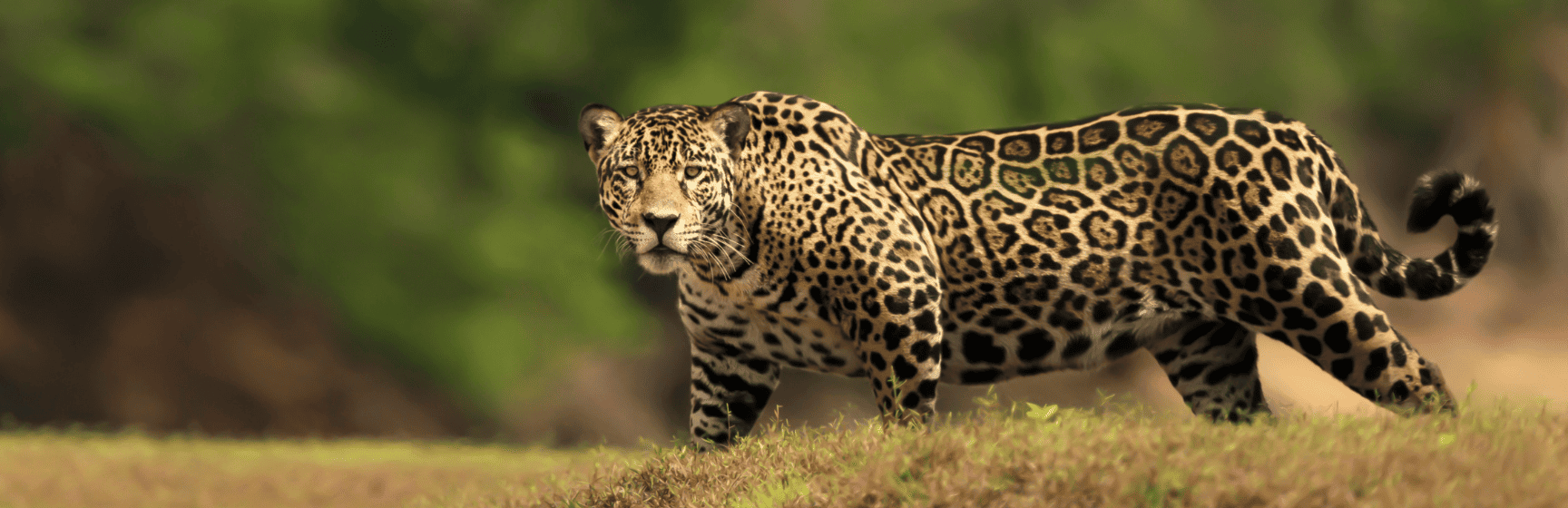 Onca pintada pantanal do brasil