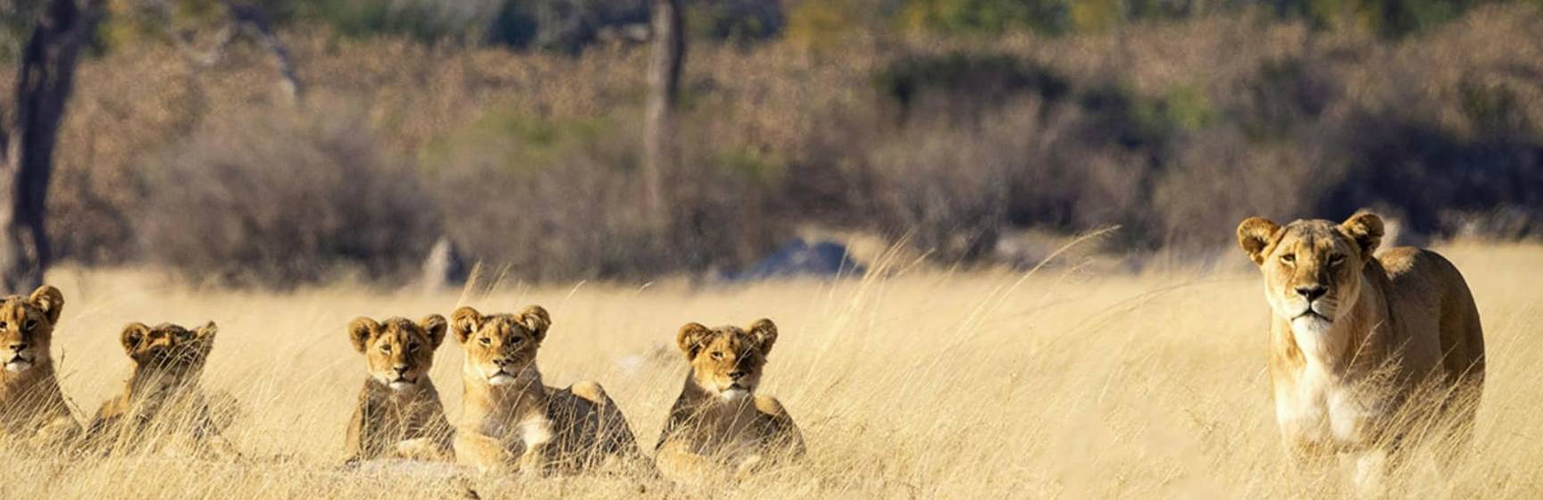 Zimbabue parque nacional hwange leoes