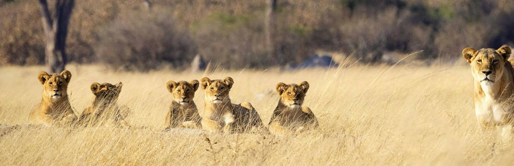 Zimbabue parque nacional hwange leoes