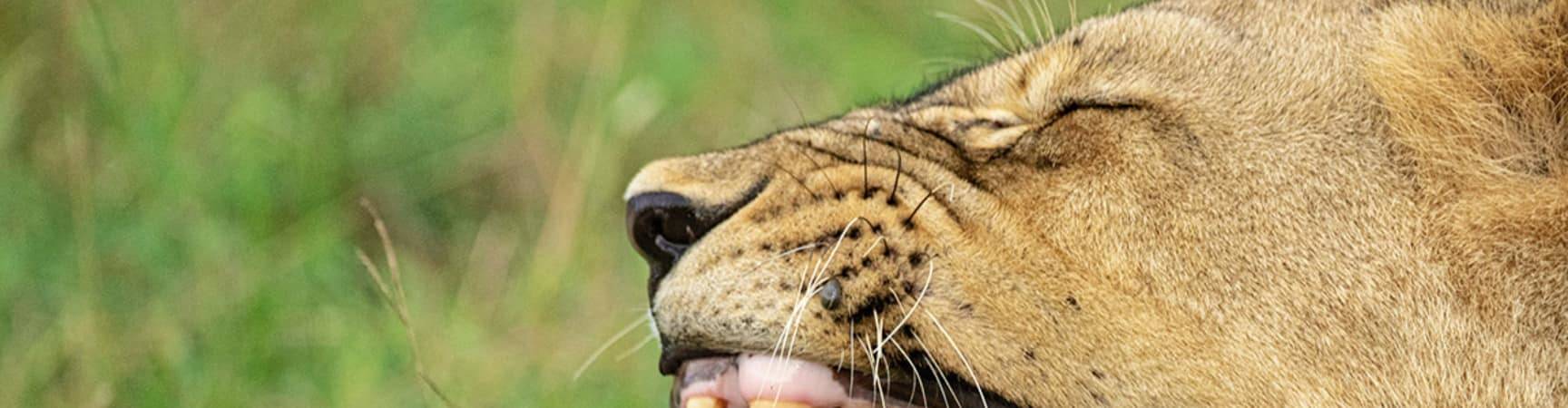 Zimbabue parque nacional mana pools leoa