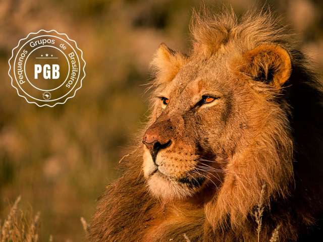 Africa do sul pgb kapama lodge leao