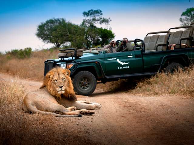 Andbeyond phinda zuka lodge game reserve lion