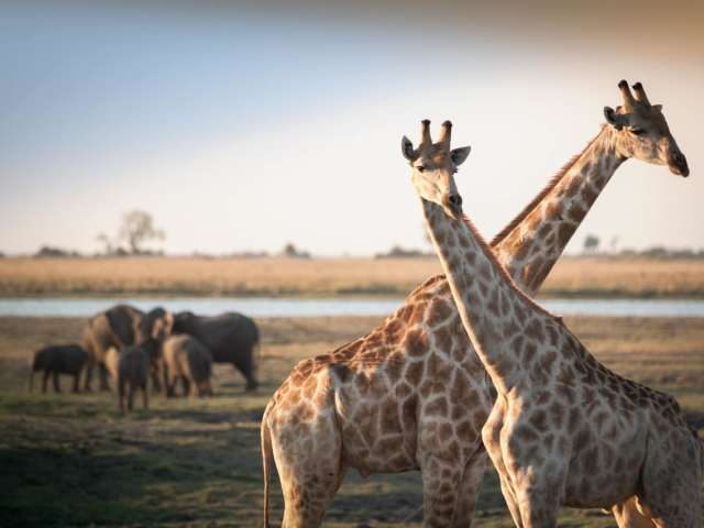Girafas elefantes Botswana