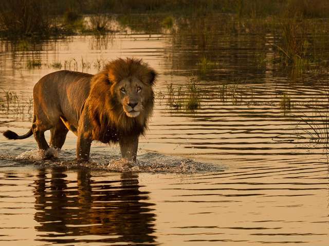 Leão em Botswana