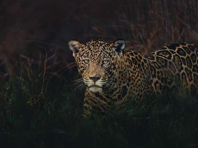 Caiman onca pintada