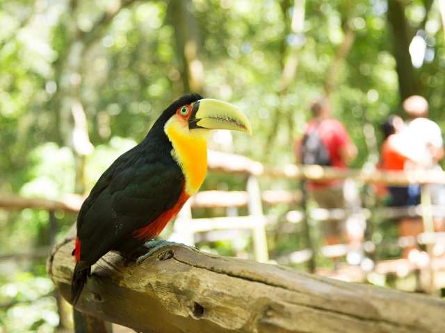 Foz do iguacu parque das aves ave