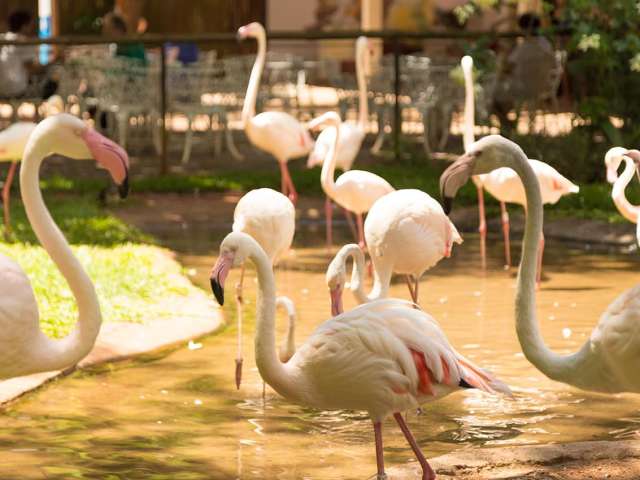 Foz do iguacu parque das aves flamingos