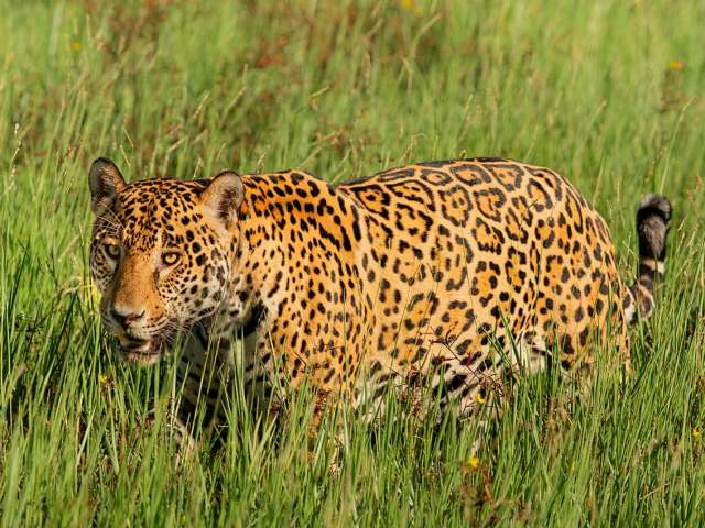 Onca pintada jaguar caiman pantanal matias ternes