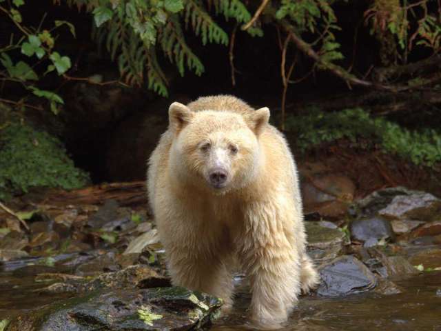 urso de kermode