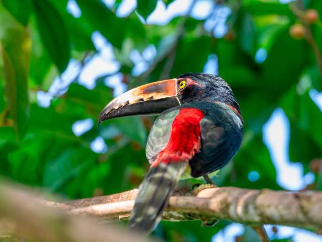 Costa rica aracari