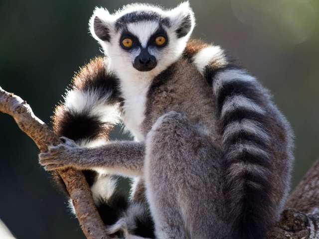 Lêmure - Vida selvagem em Madagascar
