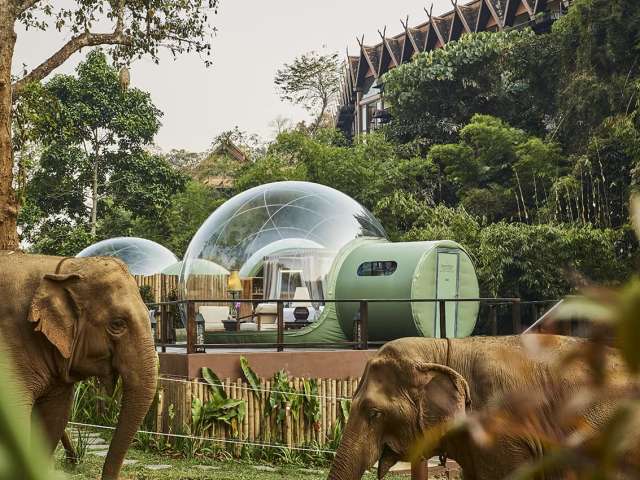 Tailandia anantara goldentriagleelephantcamp guestroom bolha elefante