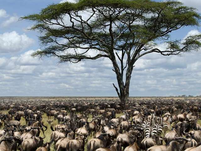 Manada de gnus
