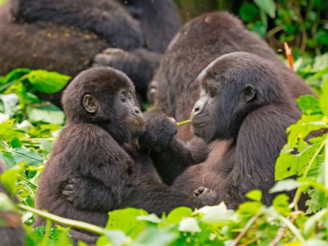 Gorilas da Montanha, Mãe e filho