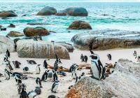 Africa do sul cape town penguins