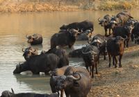 Africa do sul kapama river lodge big five buffallo big five
