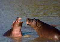 Africa do sul kapama river lodge big five hipo