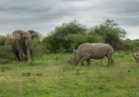 Africa do sul kapama river lodge big five rhino