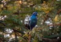 Africa do sul kapama river lodge bird watching