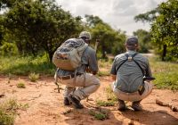 Africa do sul kapama river lodge bush walk