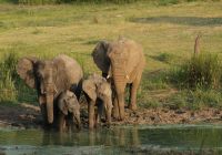 Africa do sul kapama river lodge elefante