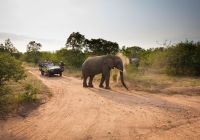 Africa do sul kapama river lodge elephant