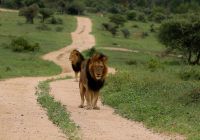 Africa do sul kapama river lodge leao natureza