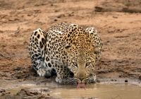 Africa do sul kapama river lodge leopardo agua