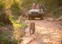 Africa do sul kapama river lodge leopardo jeep
