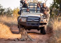 Africa do sul kapama river lodge lion jeep