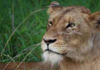 Africa do sul kapama river lodge lion view