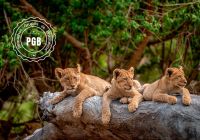 Africa do sul pgb kapama lodge filhotes leao