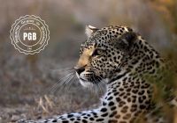 Africa do sul pgb kapama lodge leopardo