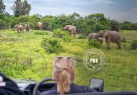Africa do sul pgb kapama lodge safari logo