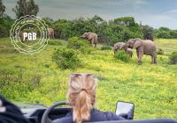 Africa do sul pgb kapama lodge safari