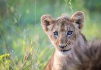 Africa do sul sabi sabi leao