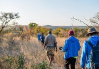 zimbabue jenmanselect bigcavecamp rinoceronte procura