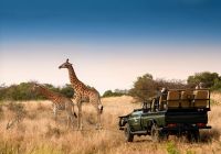 Africadosul reserva phinda andbeyond phindavleilodge girafa