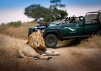 Africadosul reserva phinda andbeyond phindavleilodge leao