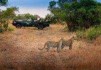 Africadosul reserva phinda andbeyond phindavleilodge leopardo