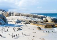 Atrativo turistico África do Sul pinguins Boulder Beach