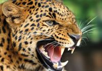 Cheetah na africa do sul