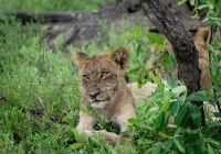Cheetah plains leoa