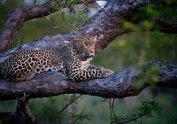Cheetah plains leopardo jake johnstone