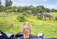 Elefantes safari
