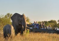 Elephant sabi sabi earth lodge